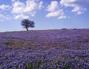 Bluebonnets near Fredericksburg