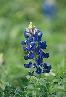 Texas Bluebonnet