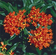 Butterfly Weed