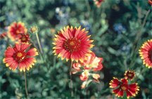 Indian Blanket