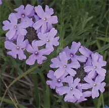 Moss Verbena