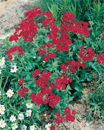 Red Drummond Phlox