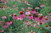 Purple Coneflower