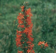 Standing Cypress