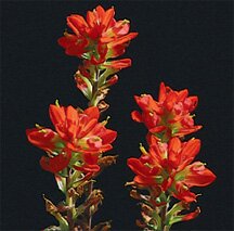 Texas Paintbrush