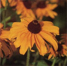 Black-eyed Susan